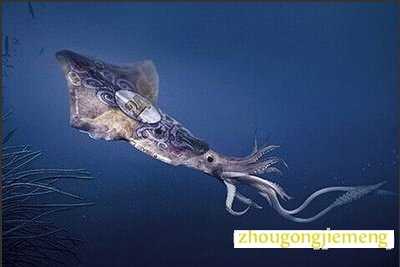 梦见墨鱼