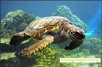 梦见海龟