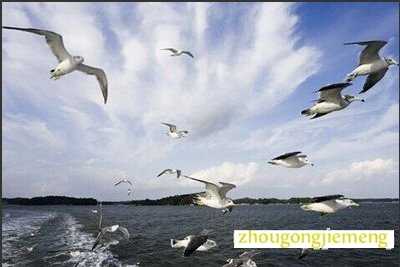 梦见海鸥