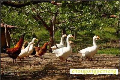 梦见鸡鸭鹅