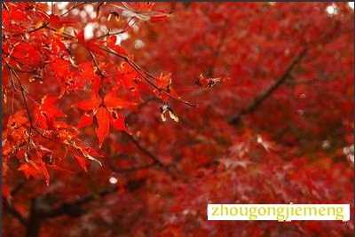 梦见树叶红了