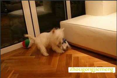 梦见狗摆尾 梦见狗摆尾